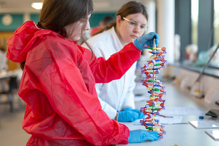 Students looking at model of DNA